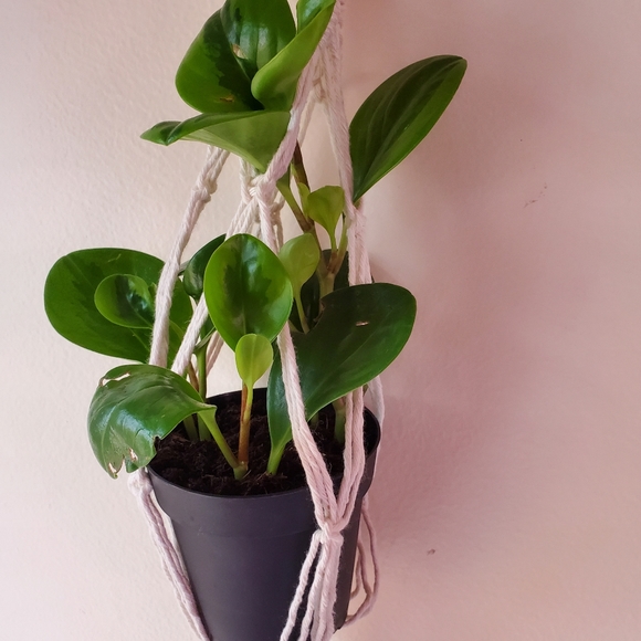 Macrame Plant Hanger (Diamond style) - Picture 2 of 7